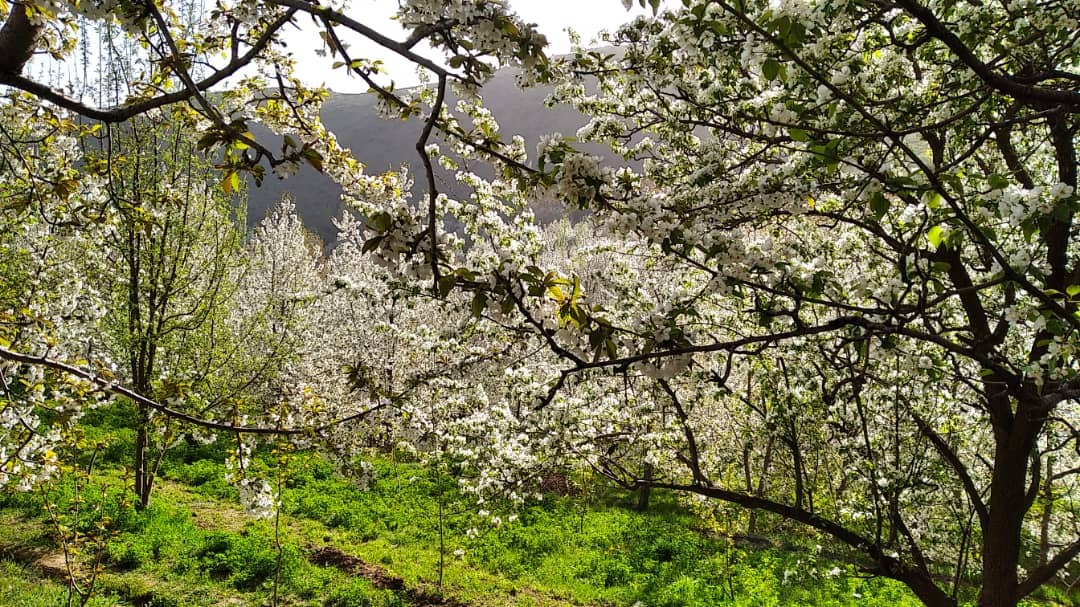 زیبایی های طبیعت دامنه های الوند
