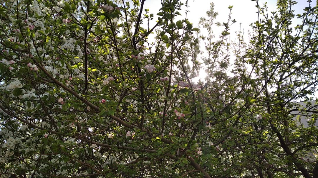 زیبایی های طبیعت دامنه های الوند