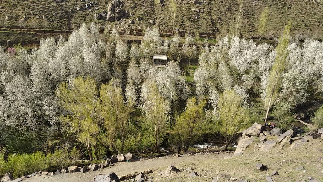 زیبایی های طبیعت دامنه های الوند