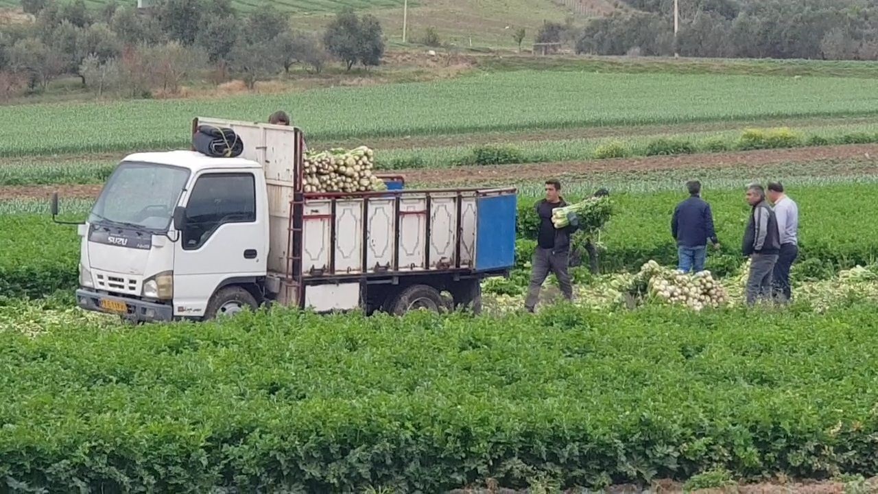 آغاز برداشت کرفس از مزارع طارم