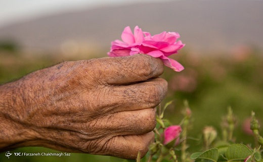 گلابگیری کاشان