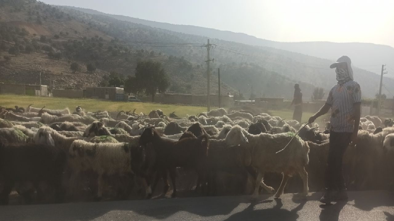 عشایر با سختی های کوچ دست و پنجه نرم می کنند