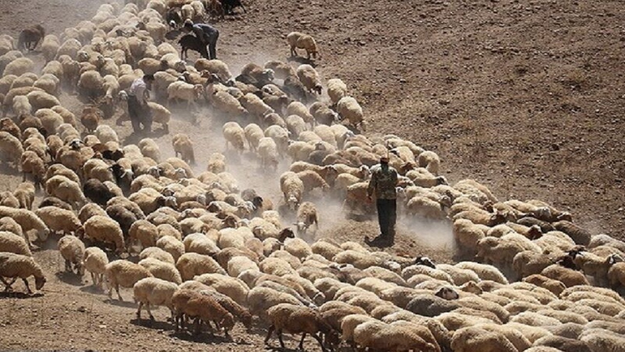 کشف ۴۰۴ راس احشام قاچاق در دهلران