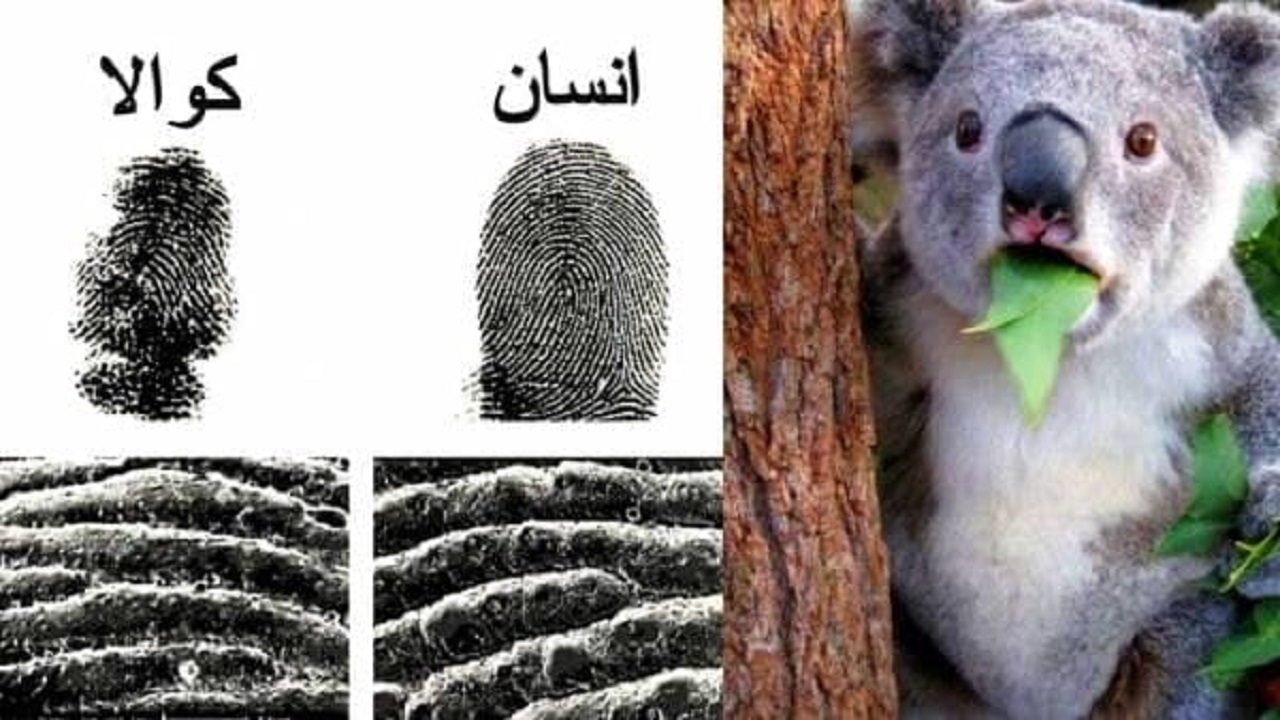 حقایقی که شاید چیزی از آن‌ها نشنیده باشید