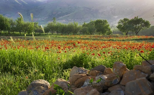 طبیعت بهاری در دشت گل های شقایق + تصاویر