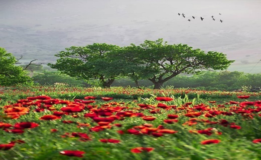 طبیعت بهاری در دشت گل های شقایق + تصاویر