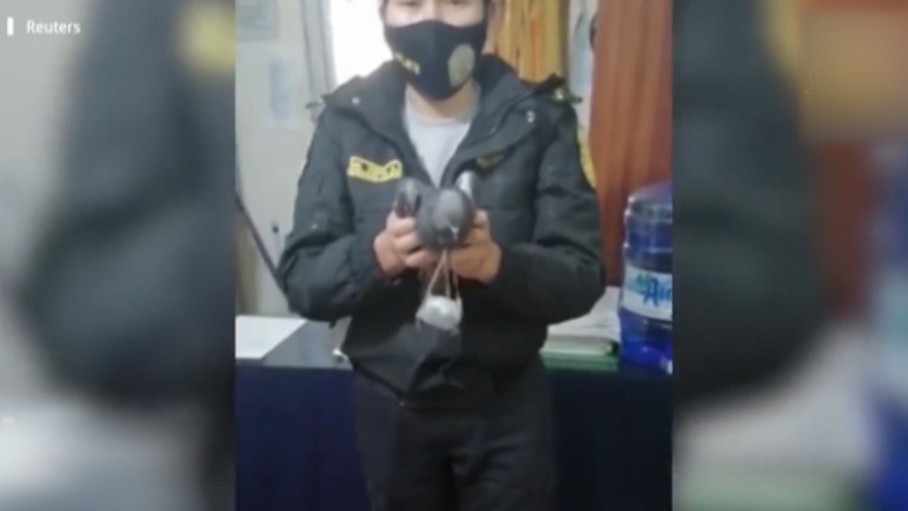 کبوتر قاچاقچی دستگیر شد! + فیلم