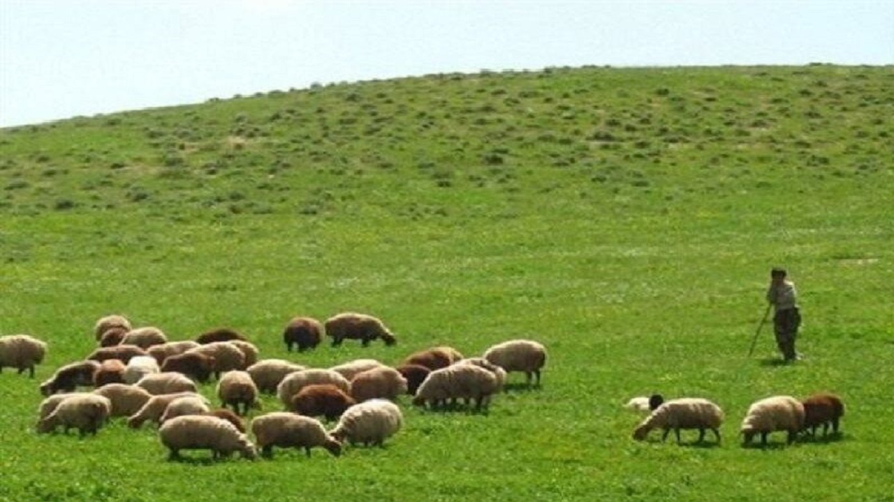 اطلاعیه منابع طبیعی گلستان به دارندگان پروانه "چرای دام"