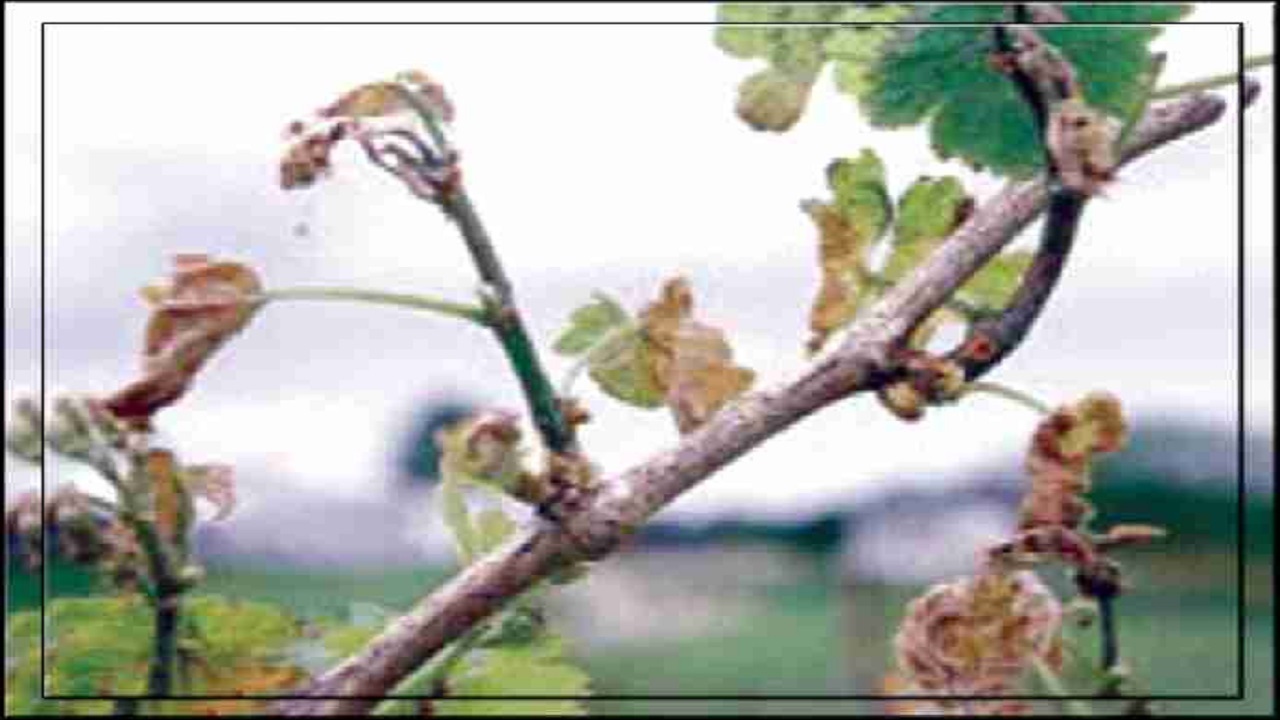 سرمازدگی بیش از ۱۹ میلیارد تومان به تاکستان‌های چهارمحال و بختیاری خسارت زد