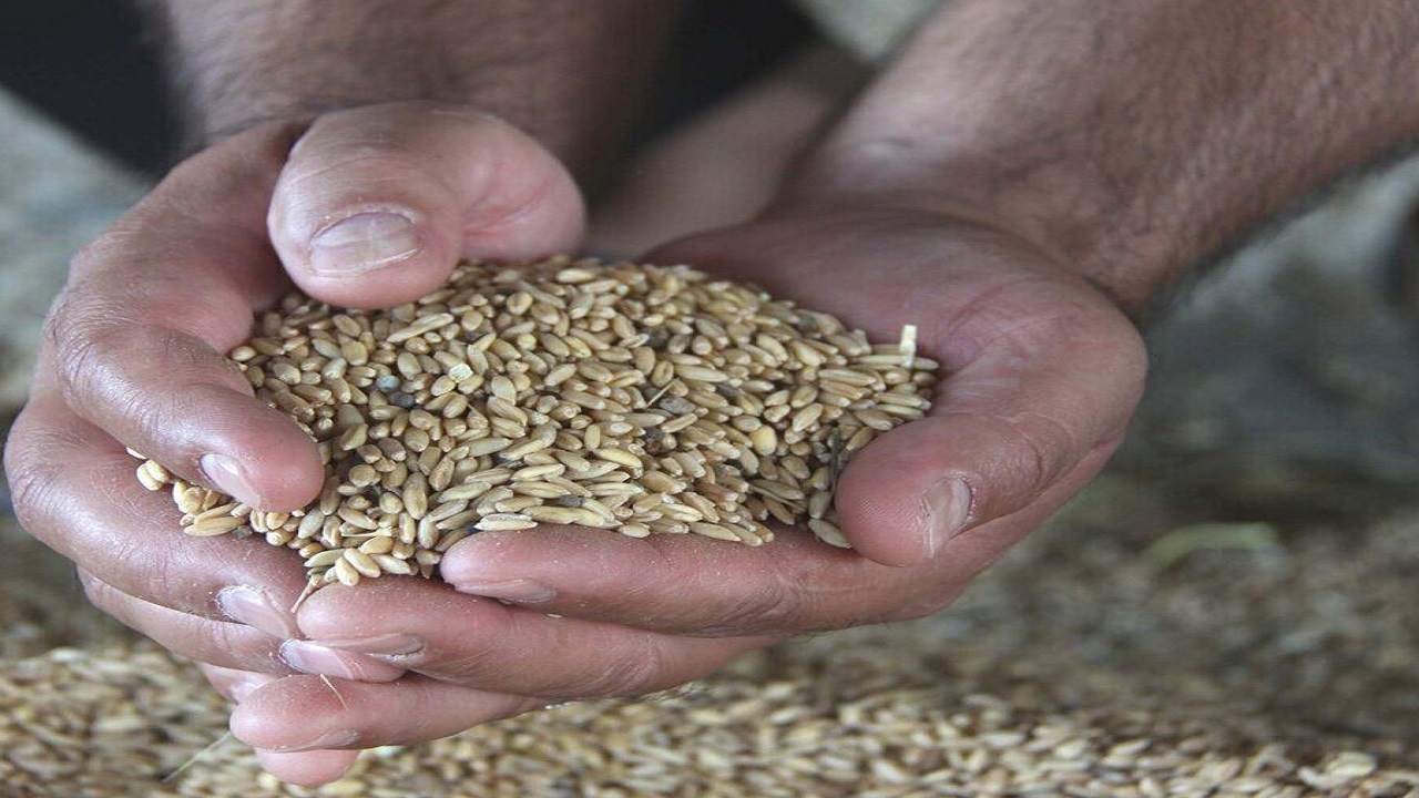 افزایش ۳۰ درصدی توزیع نهاده در بین دامداران خراسان رضوی
