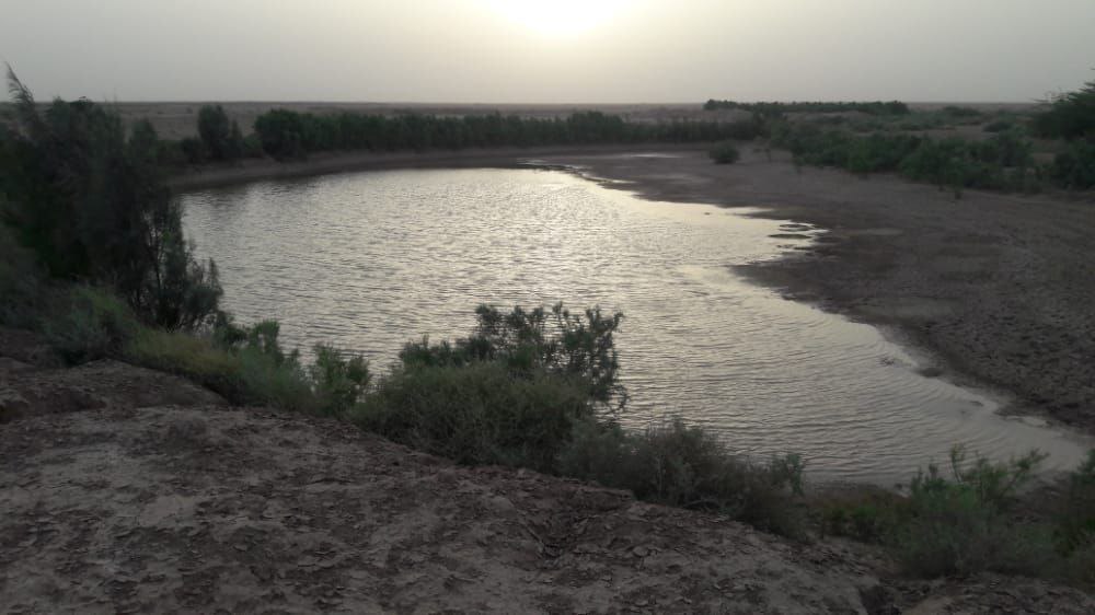 پوشش گیاهی در مناطق آبی پوشش گیاهی در مناطق آبی