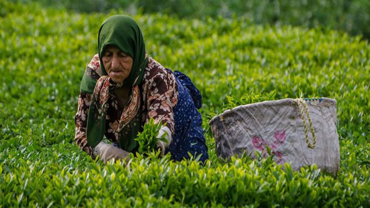 مطالبات چایکاران شمالی سوخت و سوز ندارد