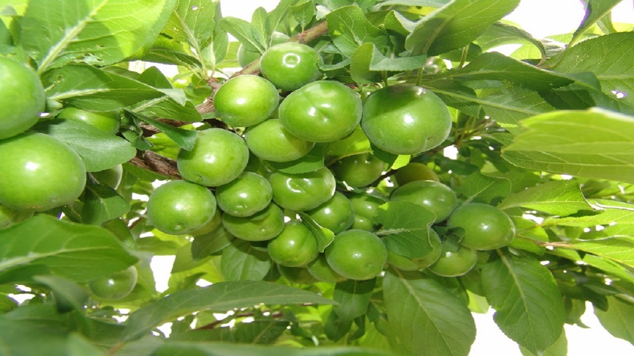 زمرد حبله رود؛ جشن شکرانه برداشت گوجه سبز در گرمسار