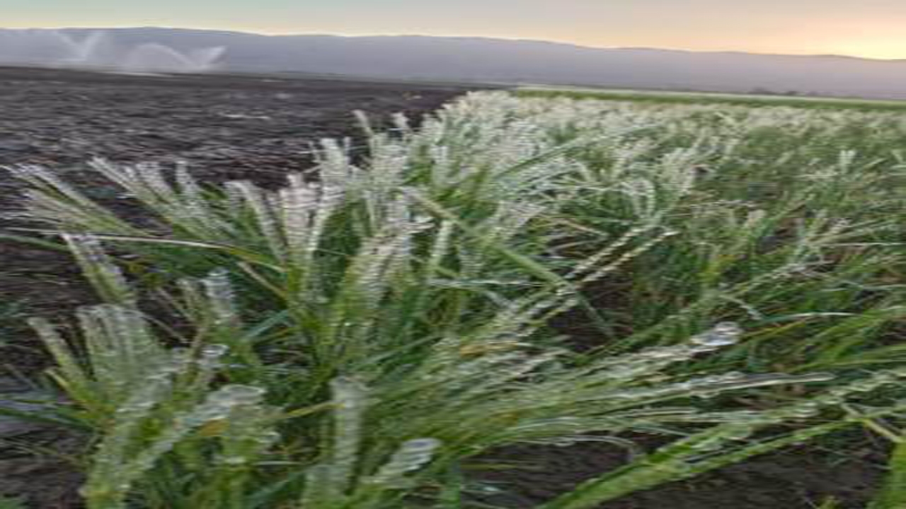 خسارت سرمای بهاره به کشاورزی خرم بید