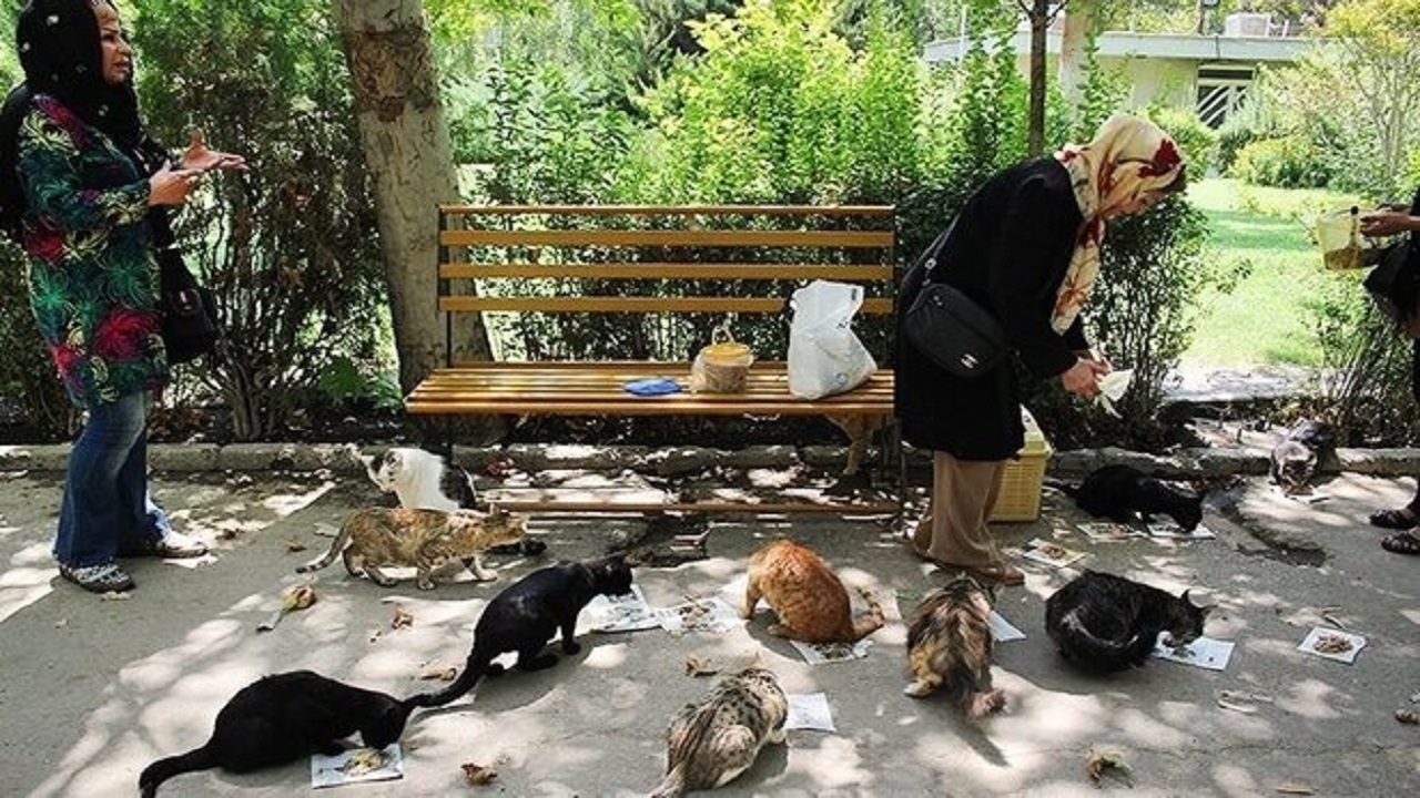 آثار تغذیه دستی گربه های شهری بر زندگی انسان ها