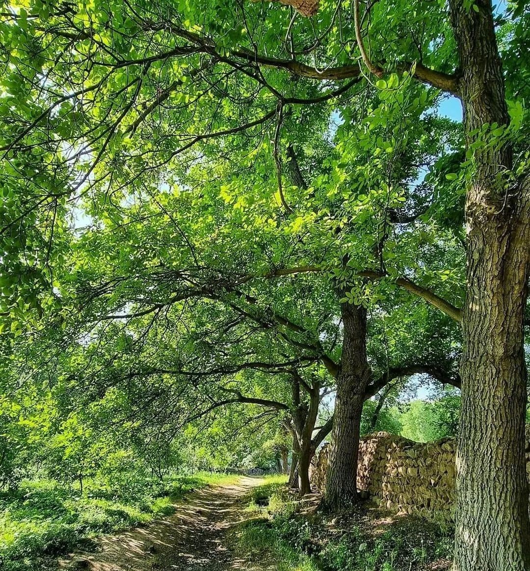 نمایی از کوچه باغ های روستای لیوارجان + تصاویر