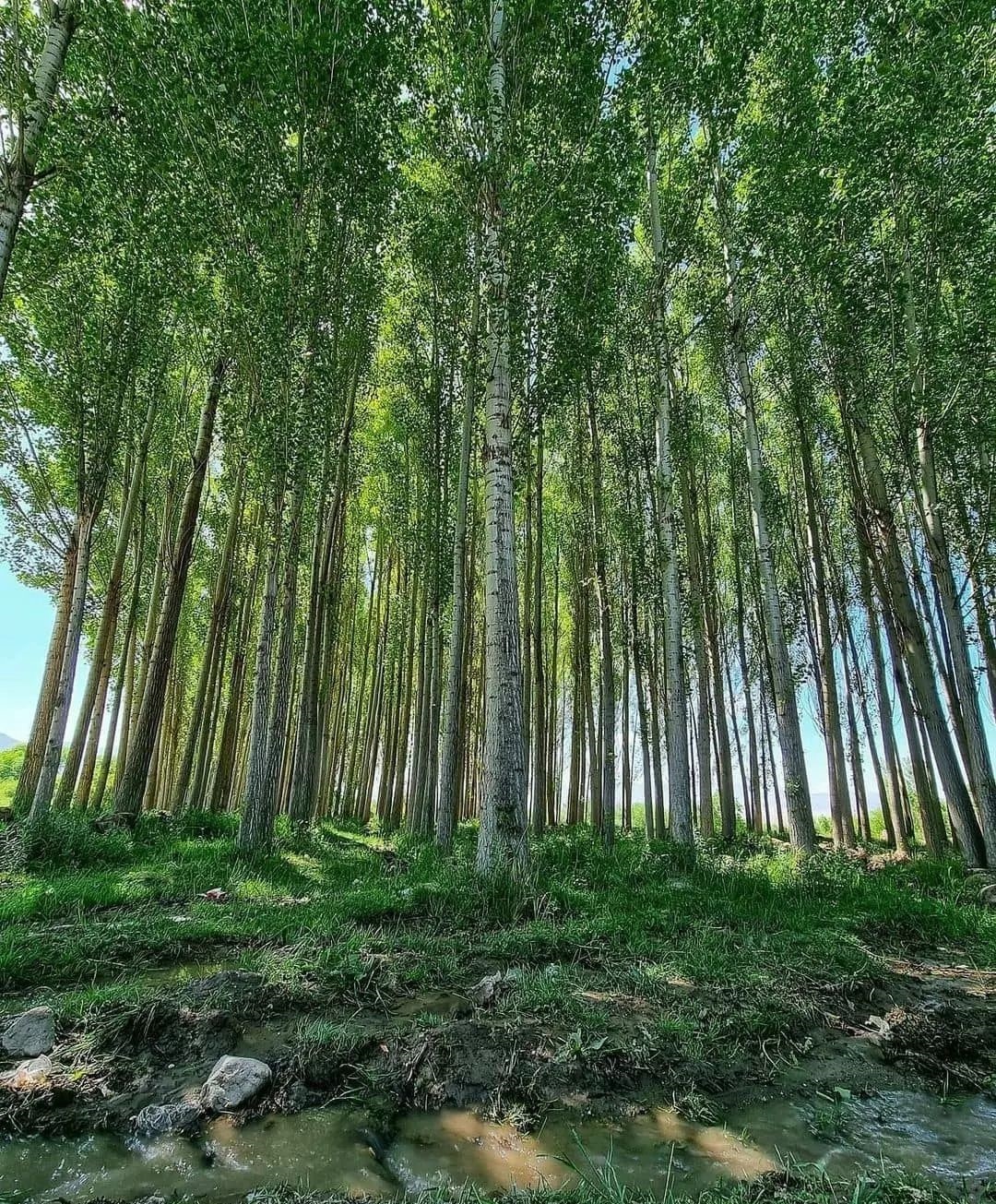 نمایی از کوچه باغ های روستای لیوارجان + تصاویر