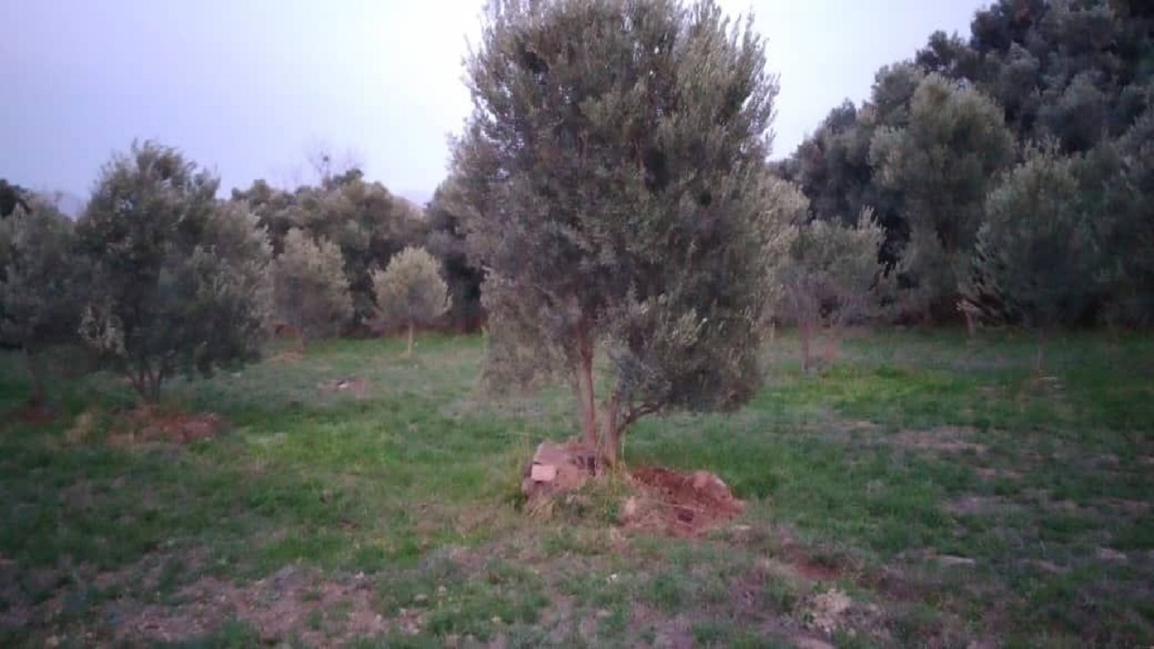 جوان سازی سه هزار هکتار از باغات سنتی در استان قزوین