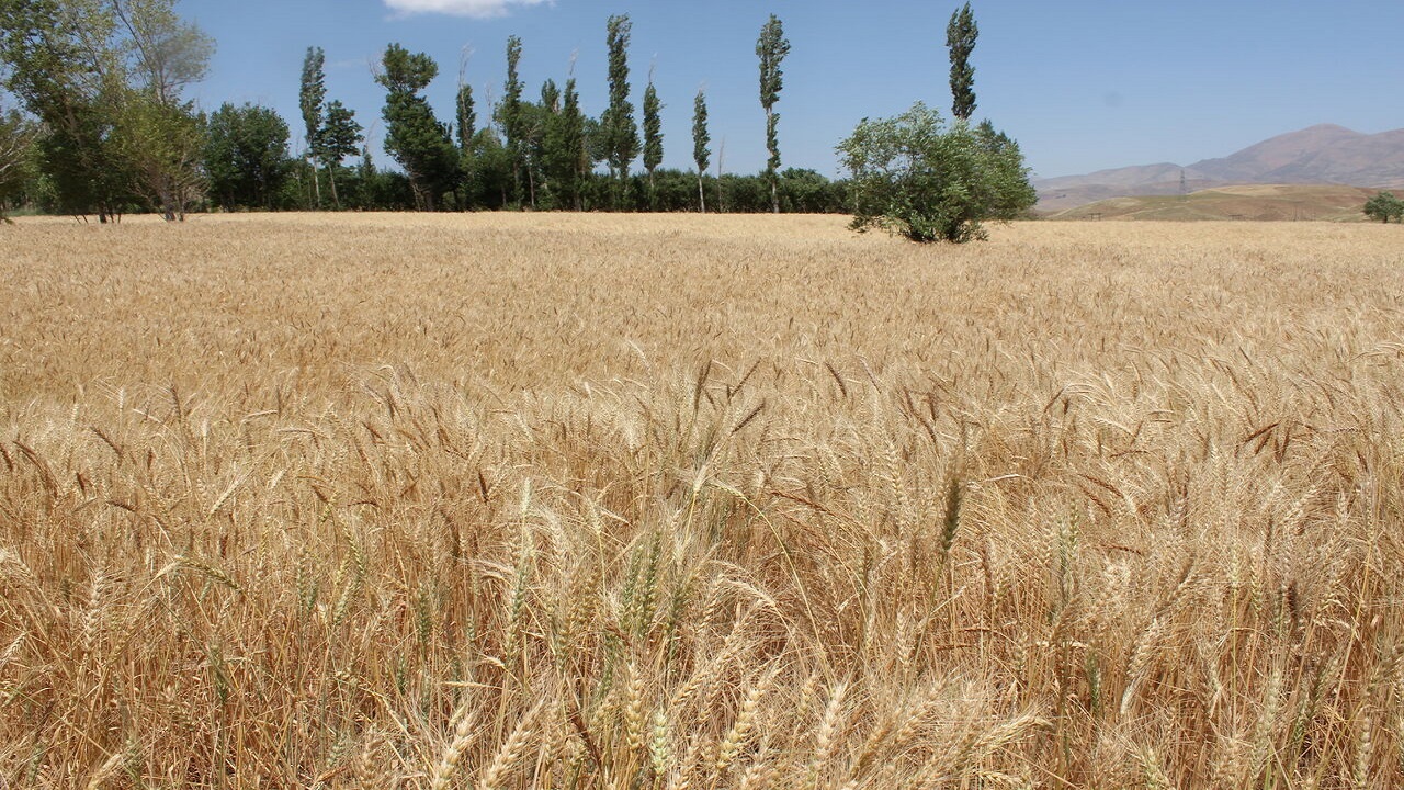 ۶۰۰ هزار هکتار از اراضی کردستان زیر کشت گندم است