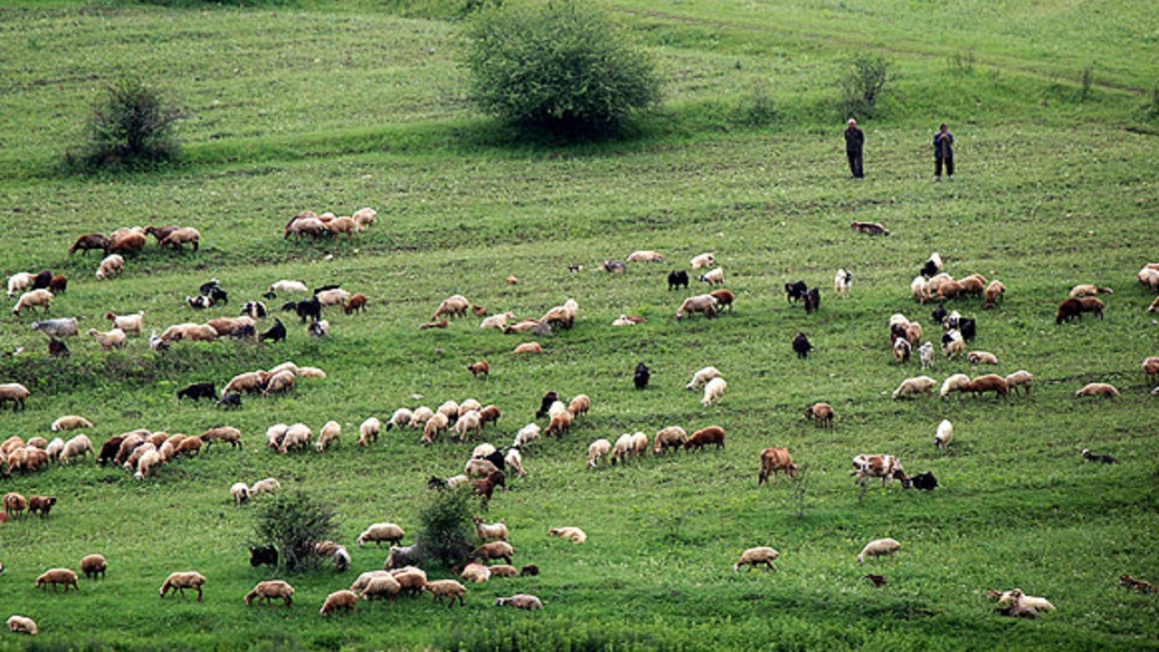 گم شدن چوپان ۵۰ ساله در تپه ماهور‌های مراوه تپه‌ گلستان