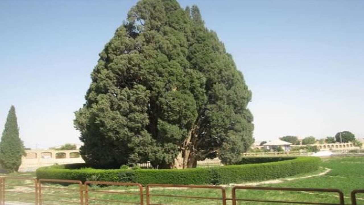 پایش آفات گیاهی اثر طبیعی ملی سرو ابرکوه