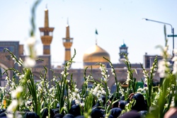 سالروز میلاد بانوی کرامت در حرم رضوی + فیلم