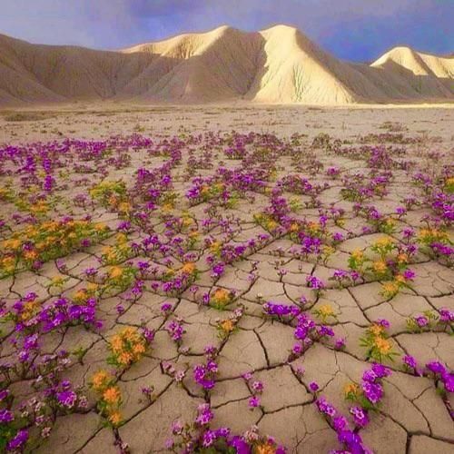 ////فرونشست زمین و بروز بحران های محیط زیستی