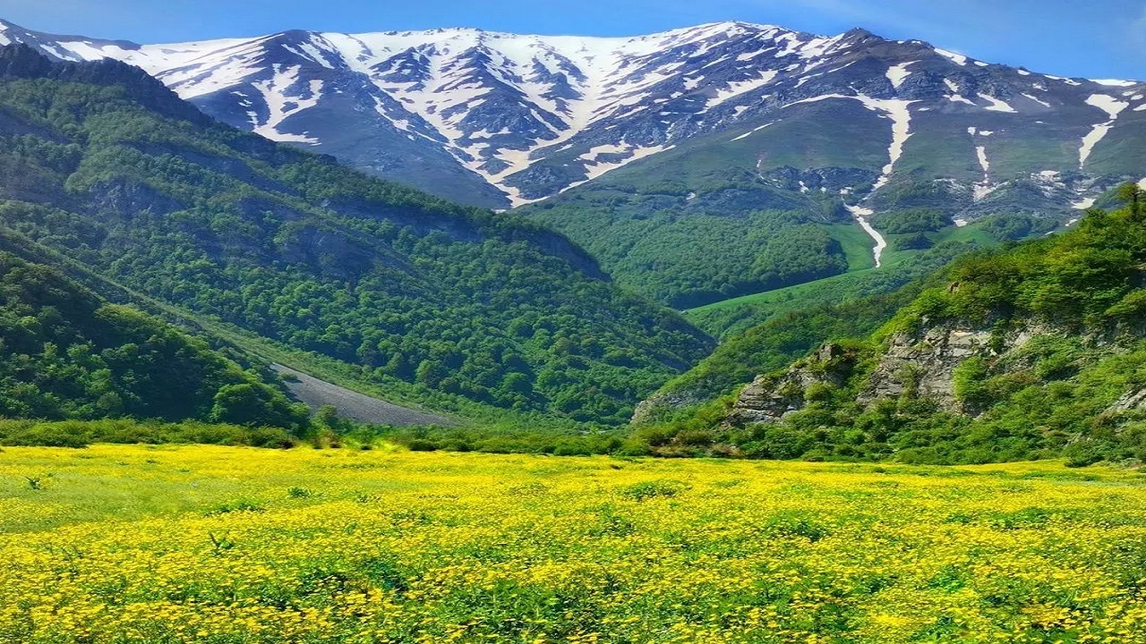 نمایی از دشت گل‌های بابونه در دریاسر + تصاویر