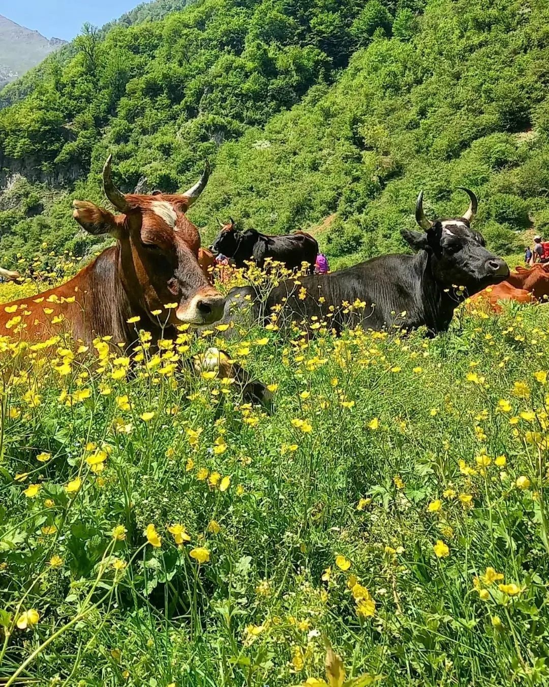 نمایی از دشت گل&zwnj;های بابونه در دریاسر + تصاویر