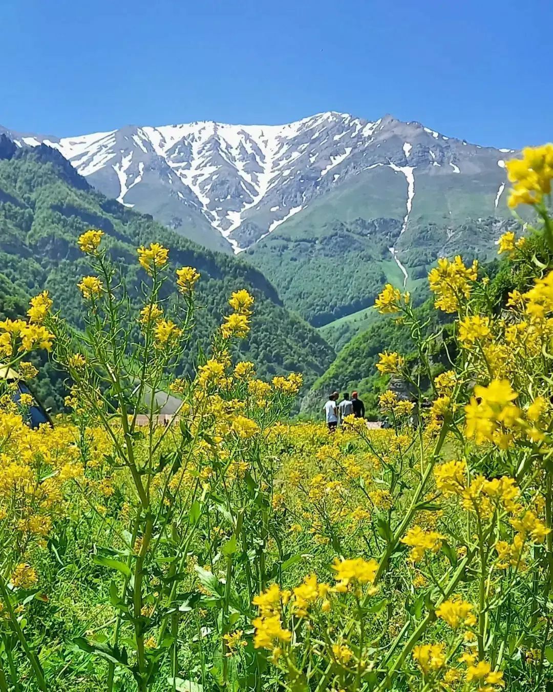 نمایی از دشت گل&zwnj;های بابونه در دریاسر + تصاویر