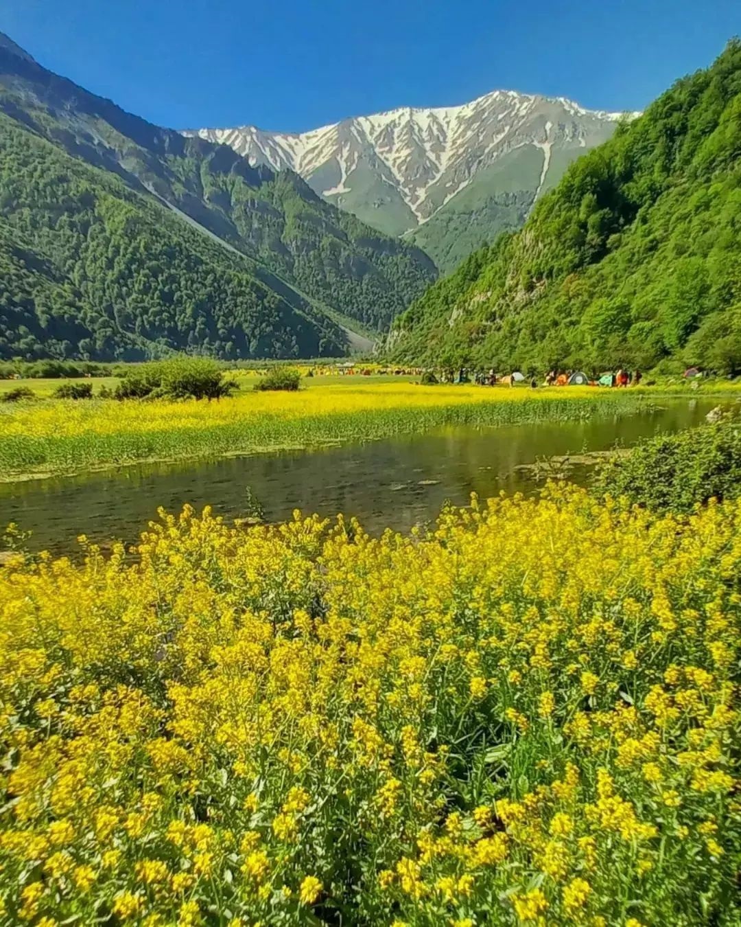 نمایی از دشت گل&zwnj;های بابونه در دریاسر + تصاویر