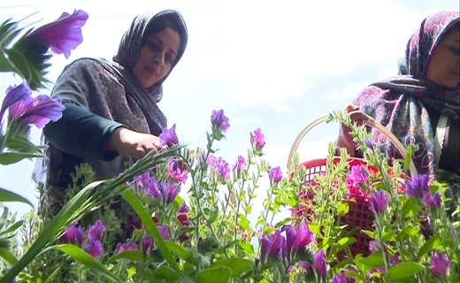 تولیدکنندگان گل گاوزبان