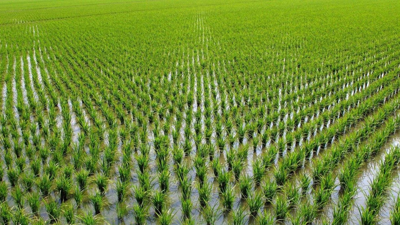 آخرین مهلت بیمه شالیزار‌های گیلان