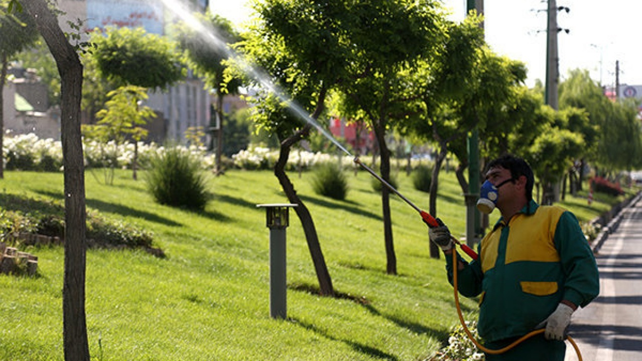 روز سوم سم پاشی درختان شهر اصفهان