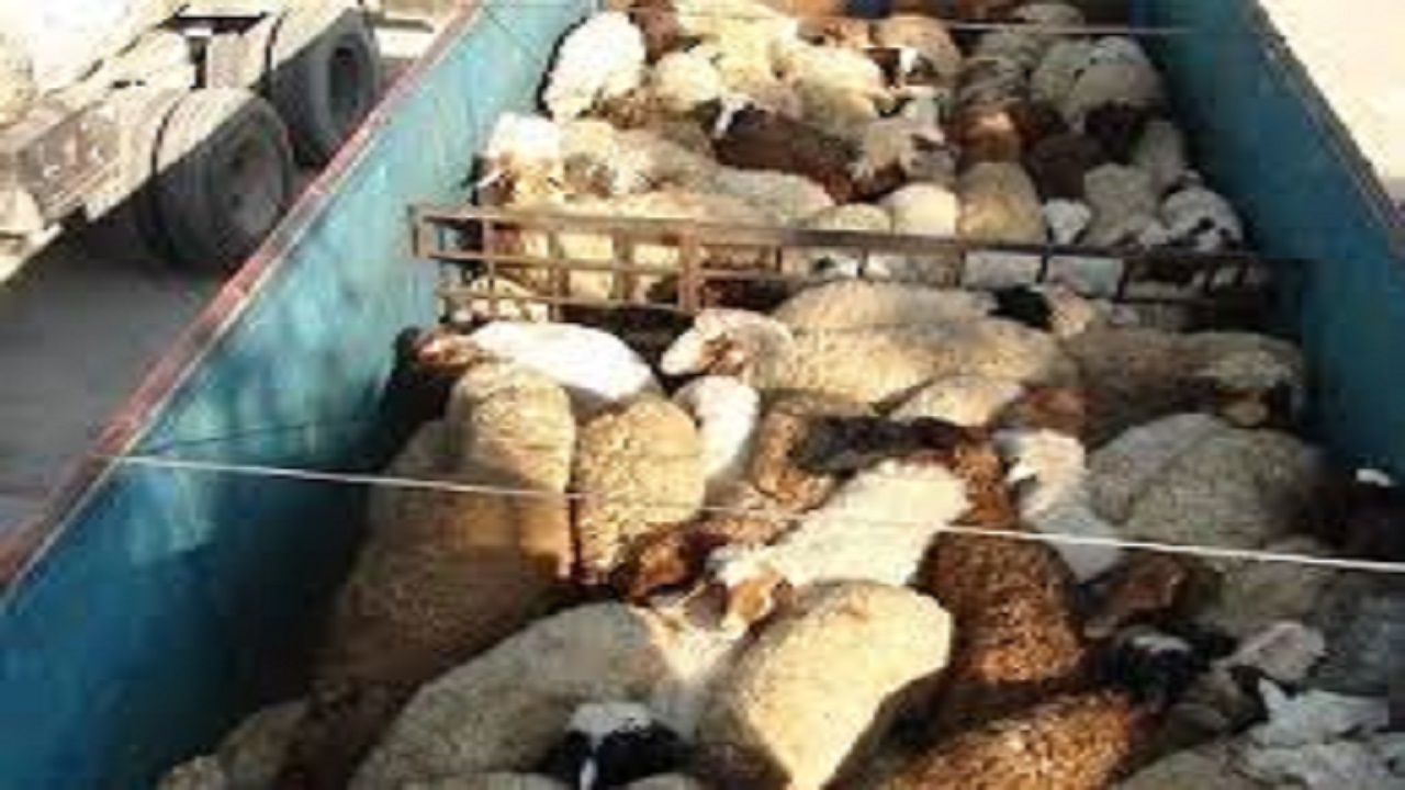 کشف ۳۸ رأس گوسفند فاقد مجوز بهداشتی