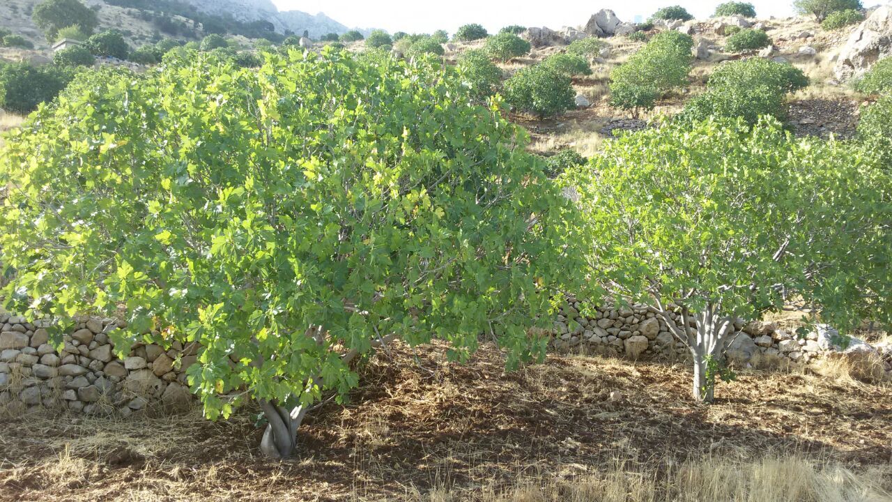 تخصیص ۹۰میلیارد ریال اعتبار برای اجرای عملیات احداث باغ در کهگیلویه و بویراحمد