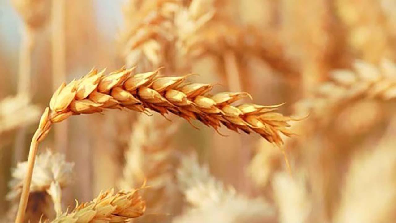 برگزاری روز مزرعه در ارزوئیه