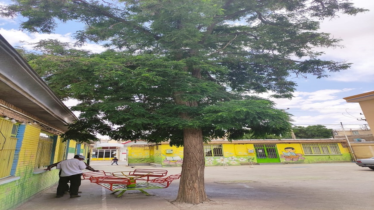 قطع درختی ۴۰ ساله در کانون فرهنگی دانش آموزی