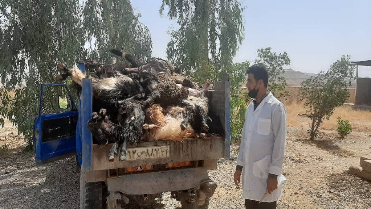 تلف شدن ۹۸ راس دام سبک در شهرستان لالی