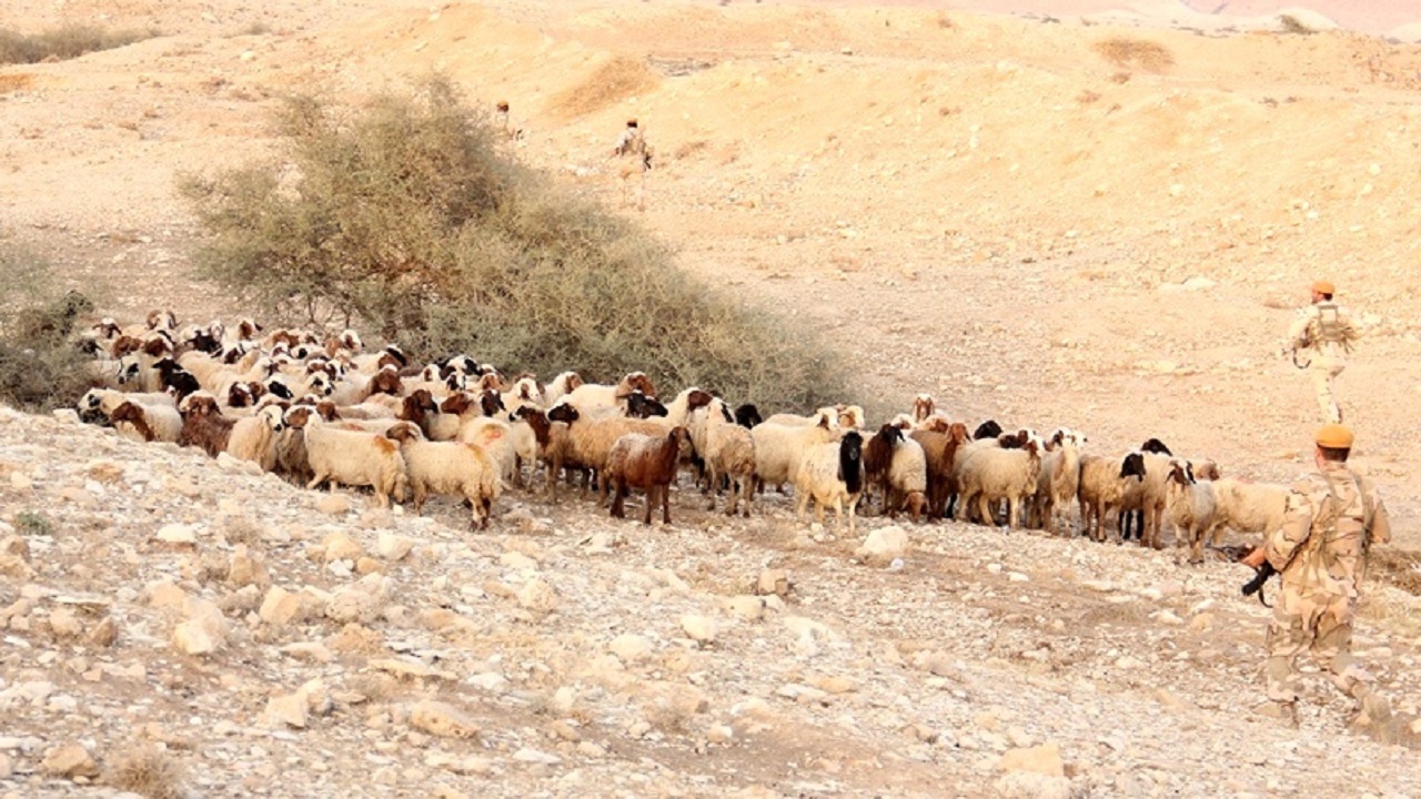 کشف ۲۰۱ راس دام قاچاق در دهلران