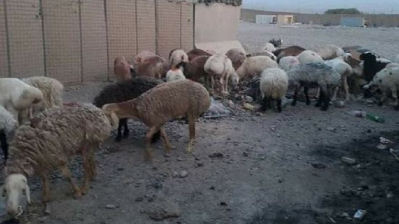 طالبان از قاچاق صدها گوسفند به پاکستان جلوگیری کرد