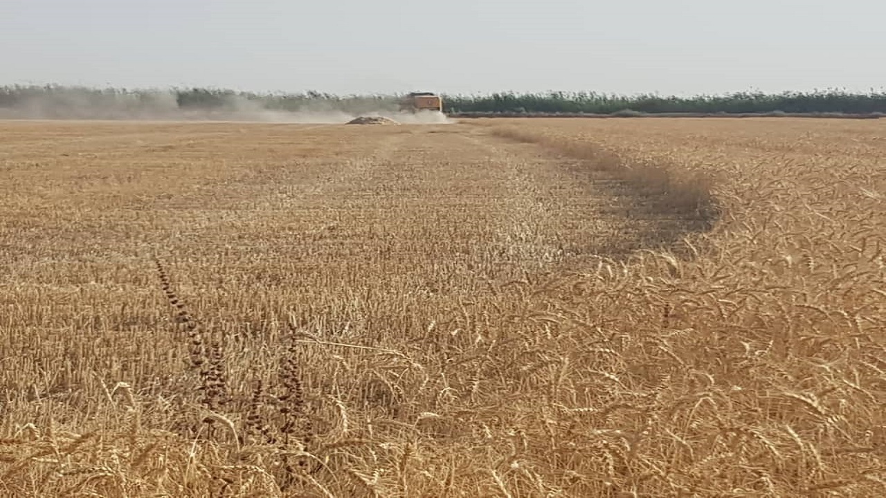 کشت طلا از مزارع خرمشهر