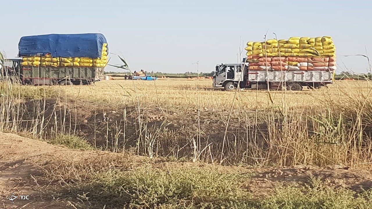 فروش کاه کشت طلا از مزارع خرمشهر