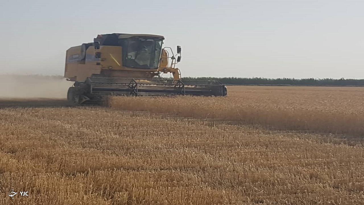 برداشت گندم کشت طلا از مزارع خرمشهر
