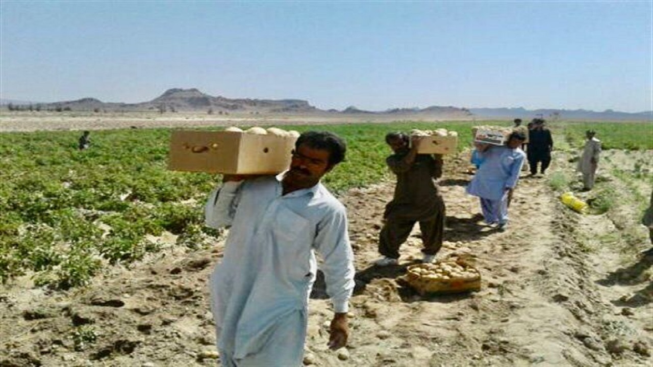 برداشت سیب زمینی ١۴٠ هکتار از زمین های کشاورزی خاش