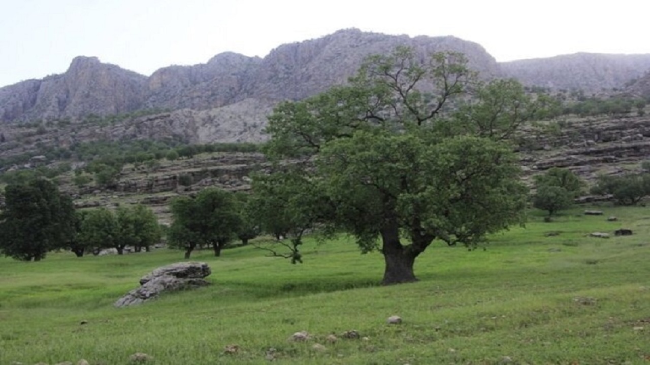 مبارزه با آفت لورانتوس در کارزان
