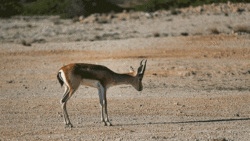 نجات جوجه اردک‌ها از شبکه فاضلاب + فیلم