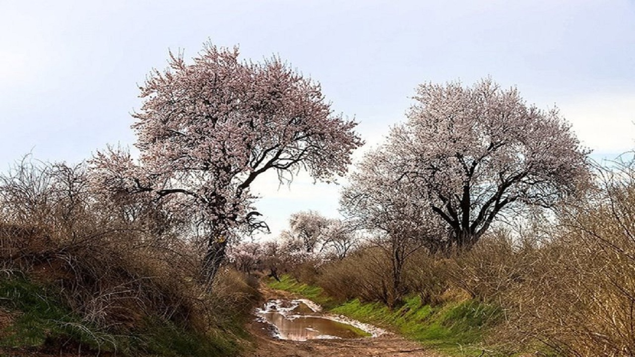 قطع شبانه درختان در باغستان سنتی قزوین