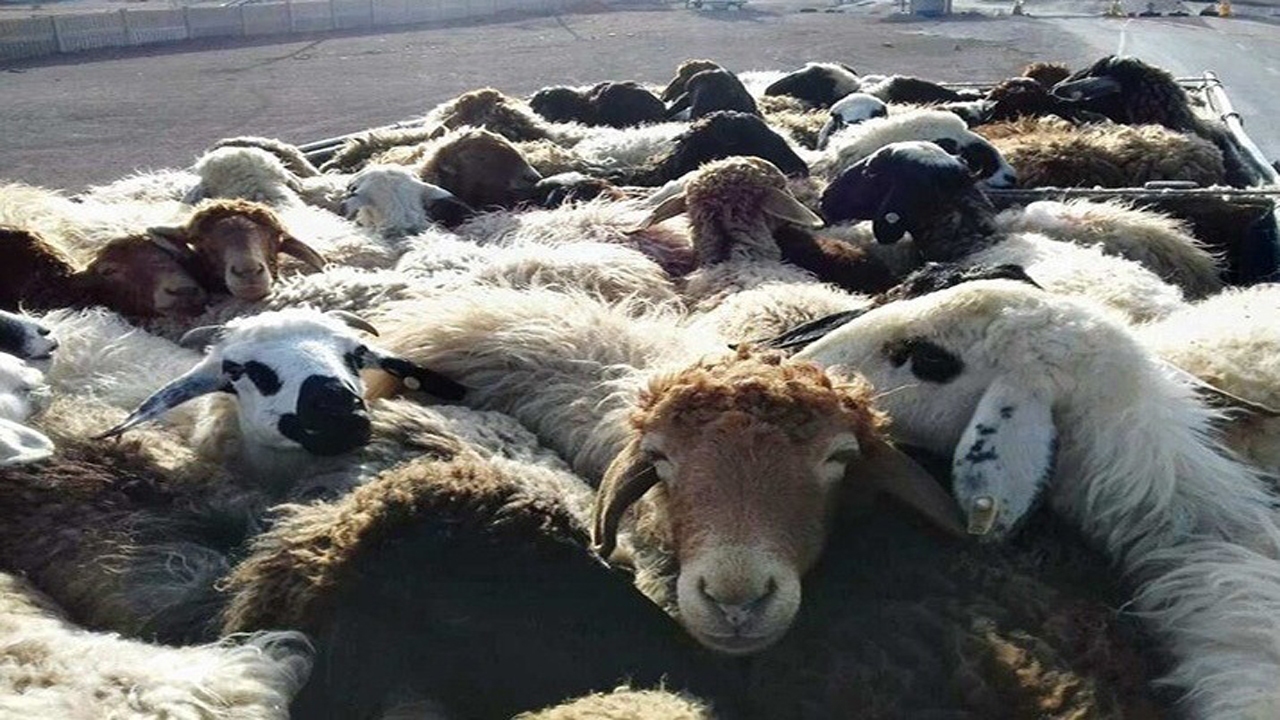 اجرای طرح پایش دام سبک در پاسارگاد