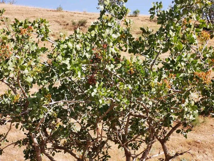 بزرگداشت از روز مزرعه در ولایت سمنگان